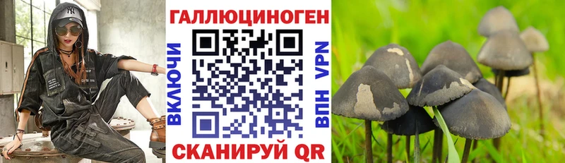 Псилоцибиновые грибы Psilocybe Купить закладки Новоузенск
