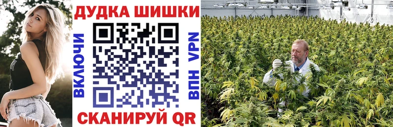 Купить закладки  Новоузенск  Конопля план 
